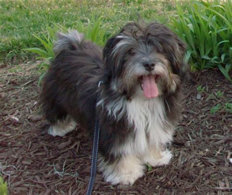 A place to discus the dogs we love. . Havanese forum
